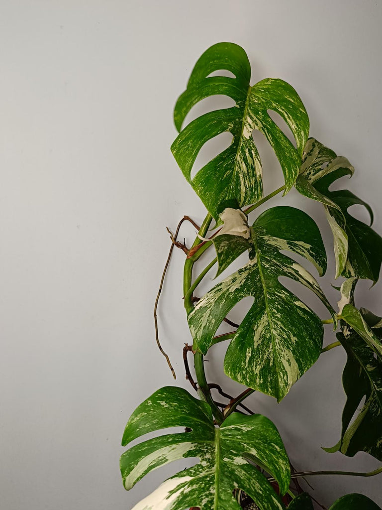 Monstera deliciosa variegata albo