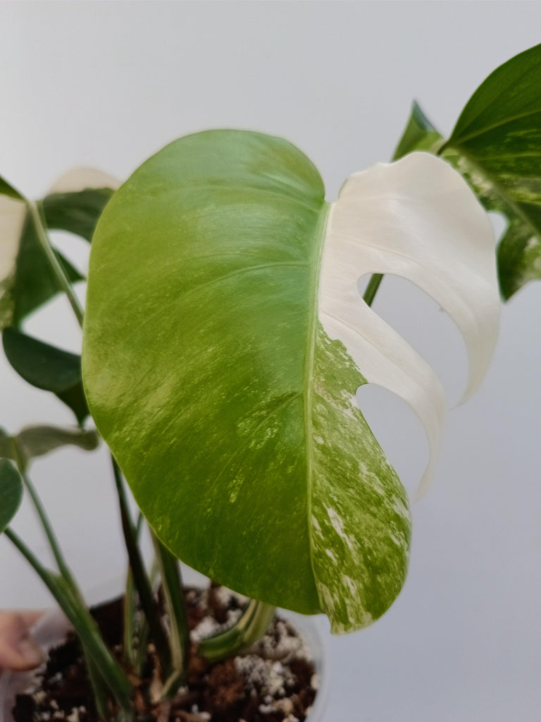 Monstera deliciosa variegata albo