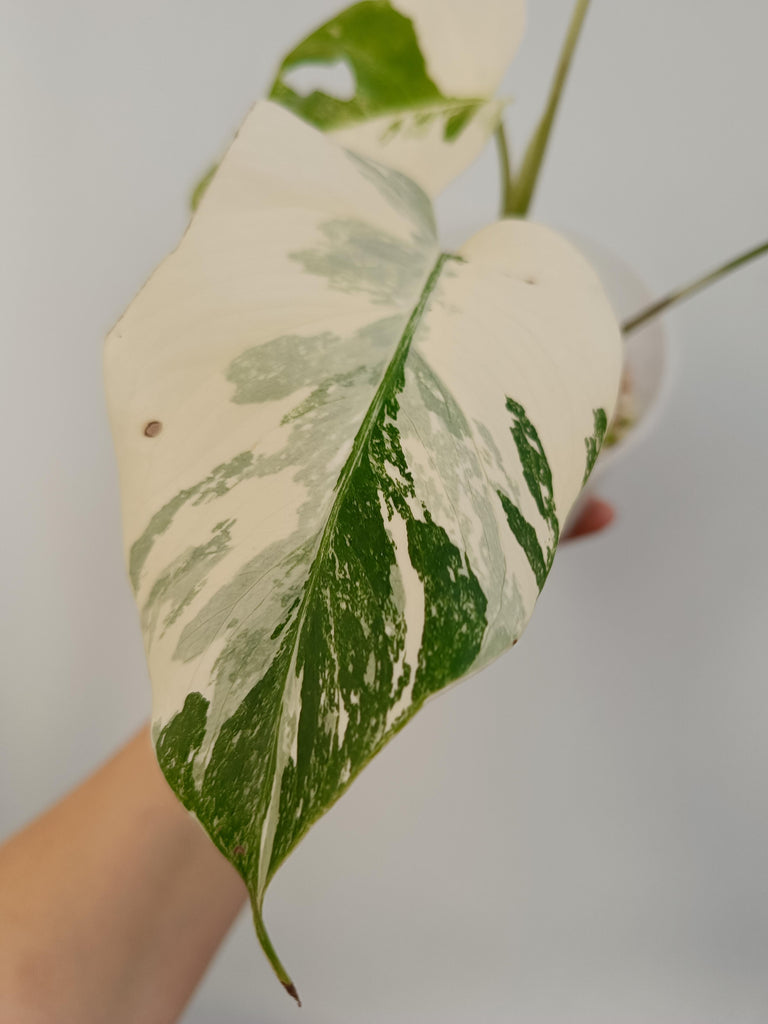 Monstera deliciosa variegata albo