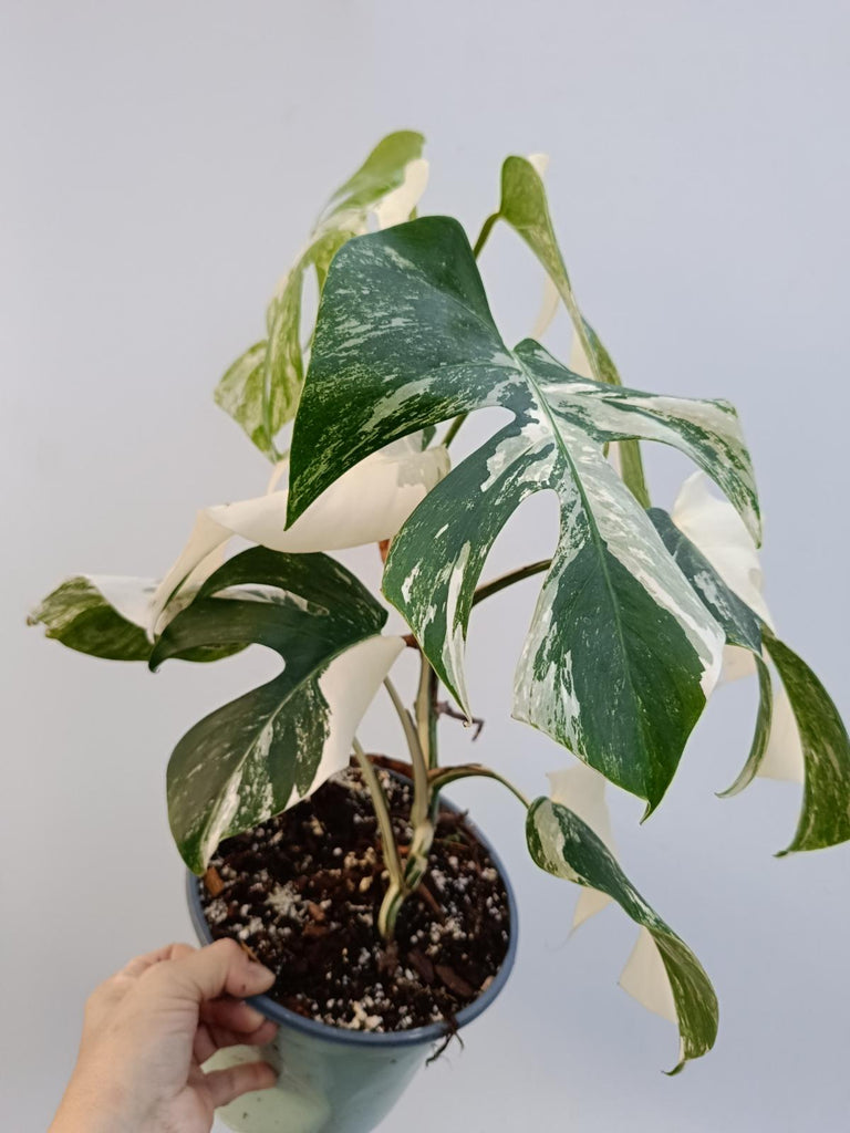 Monstera deliciosa variegata albo