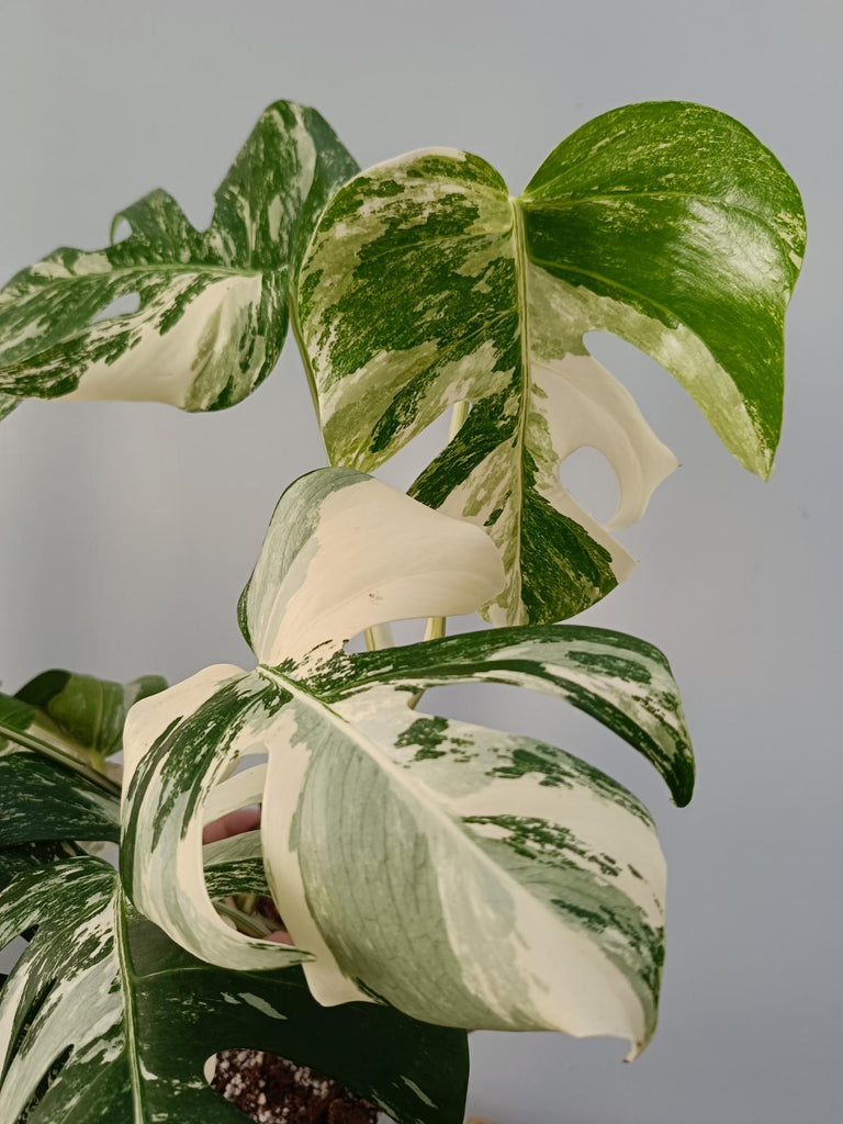 Monstera deliciosa variegata labo