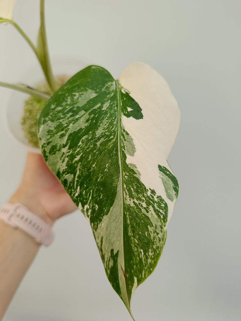 Monstera deliciosa variegata albo