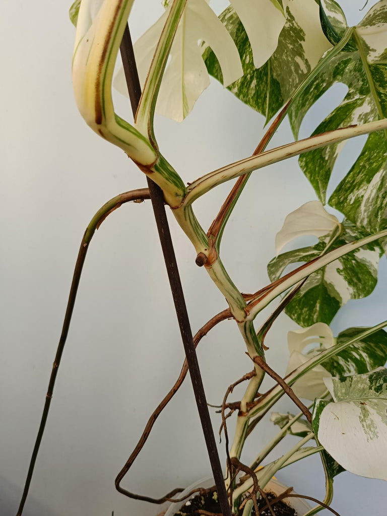 Monstera deliciosa variegata albo