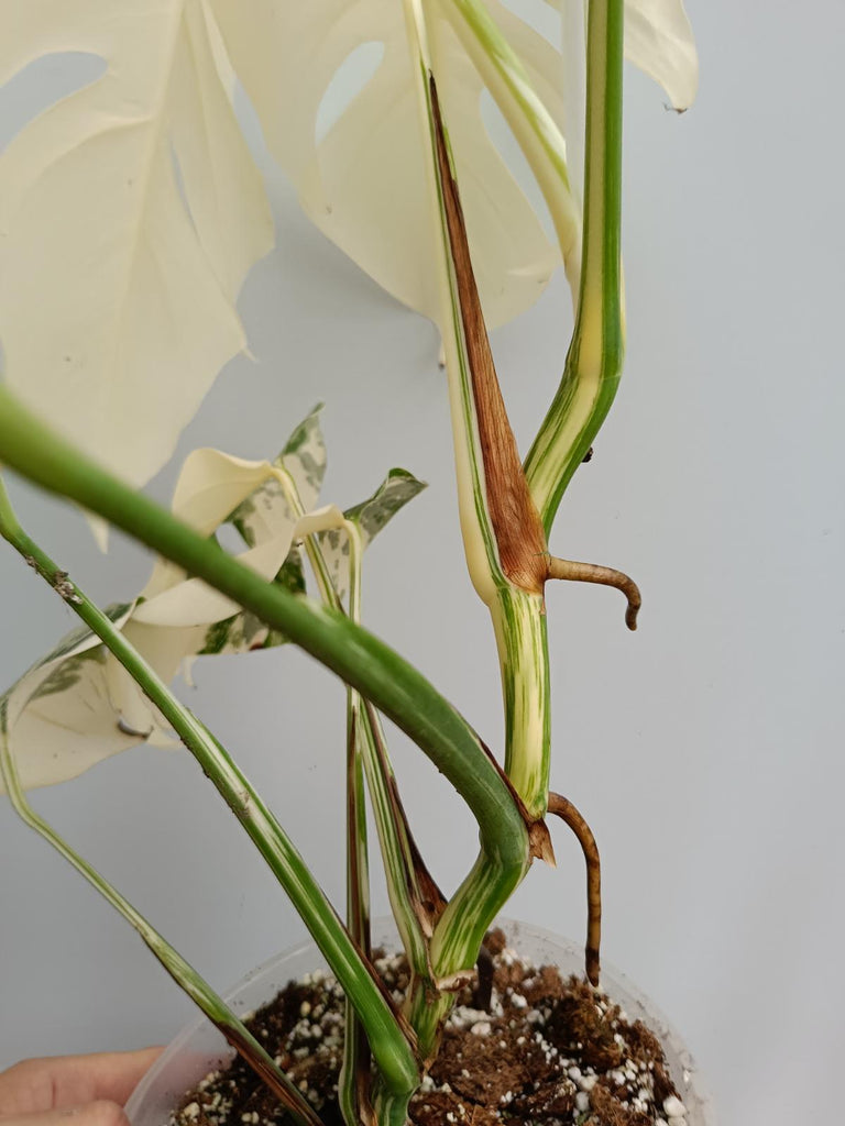 Monstera deliciosa variegata albo fullmoon