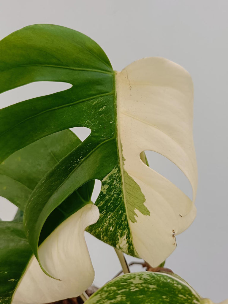 Monstera deliciosa variegata albo