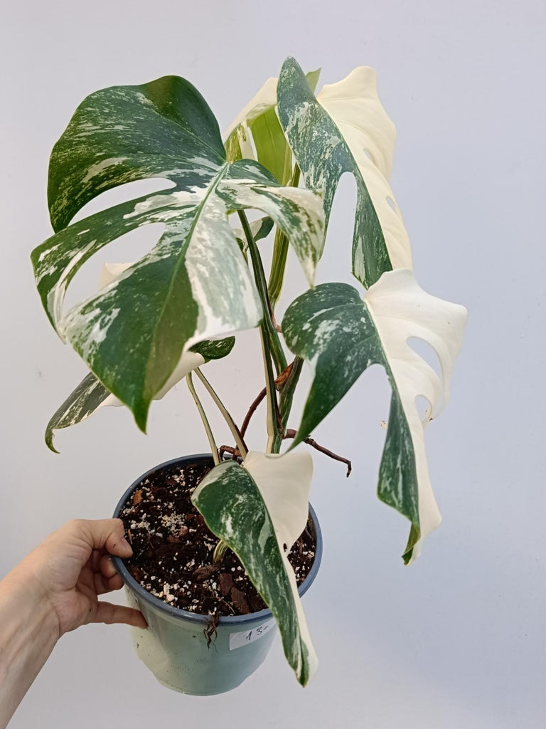 Monstera deliciosa variegata albo