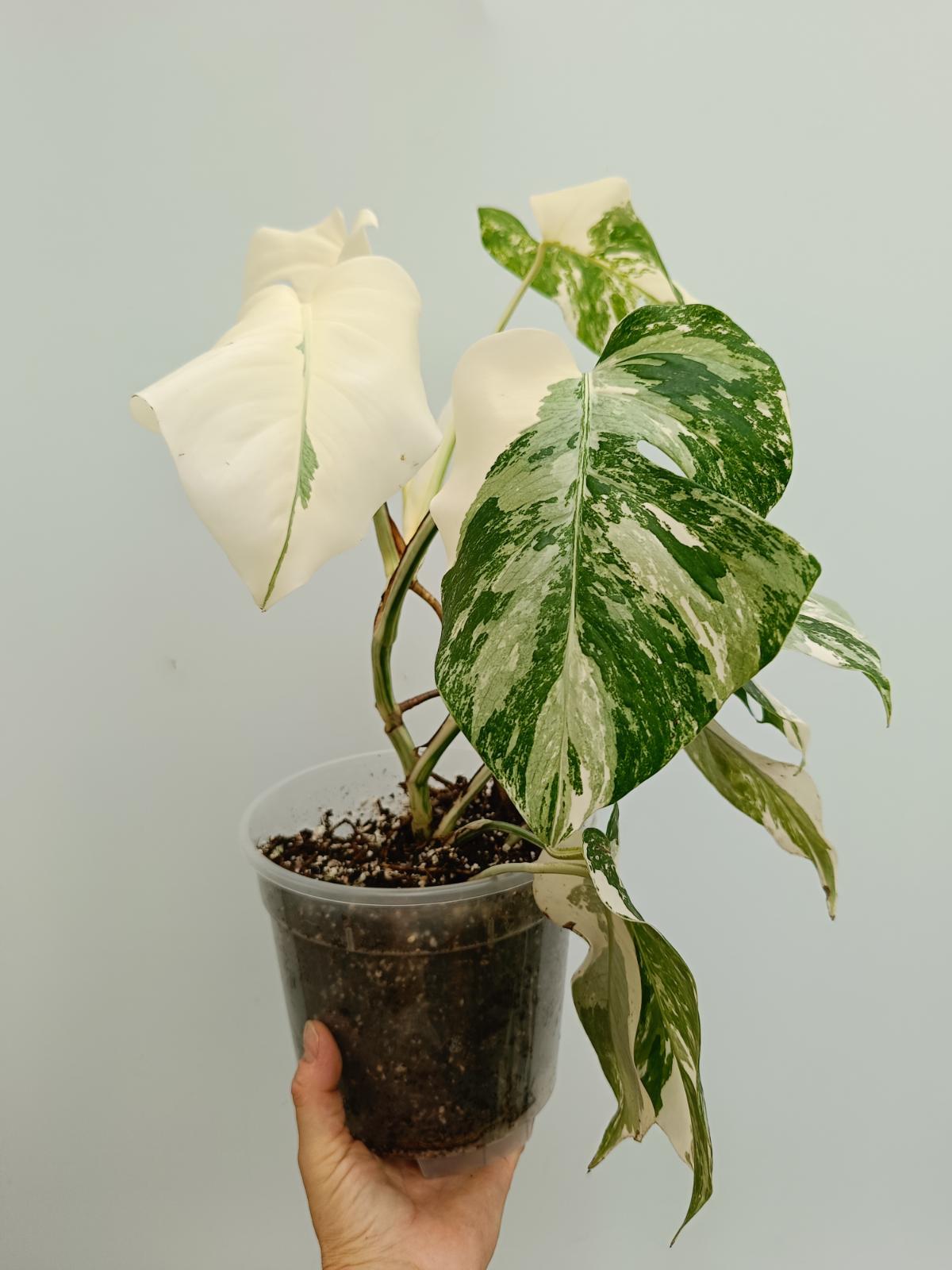 Monstera deliciosa variegata albo