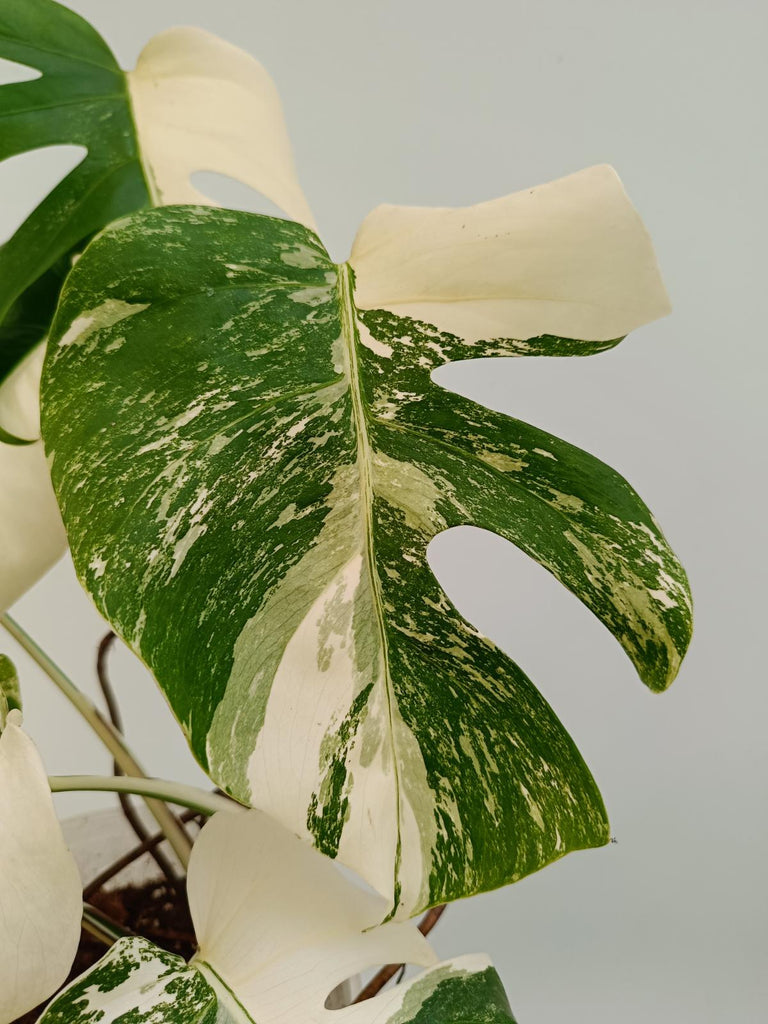 Monstera deliciosa variegata albo