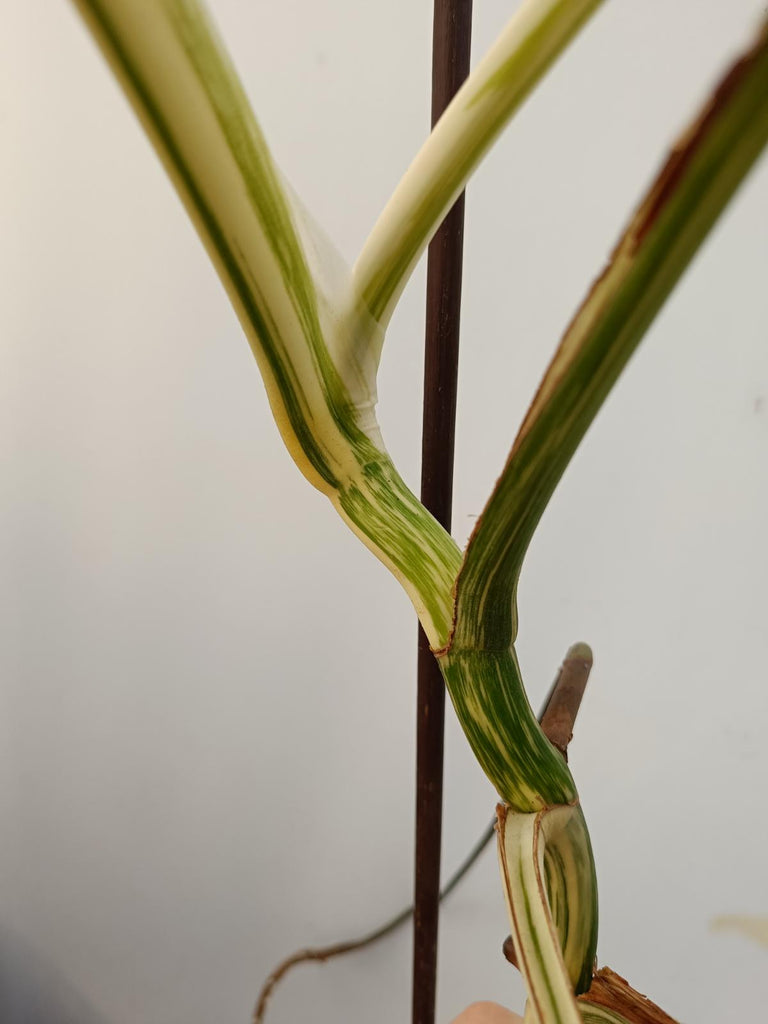 Monstera deliciosa variegata albo