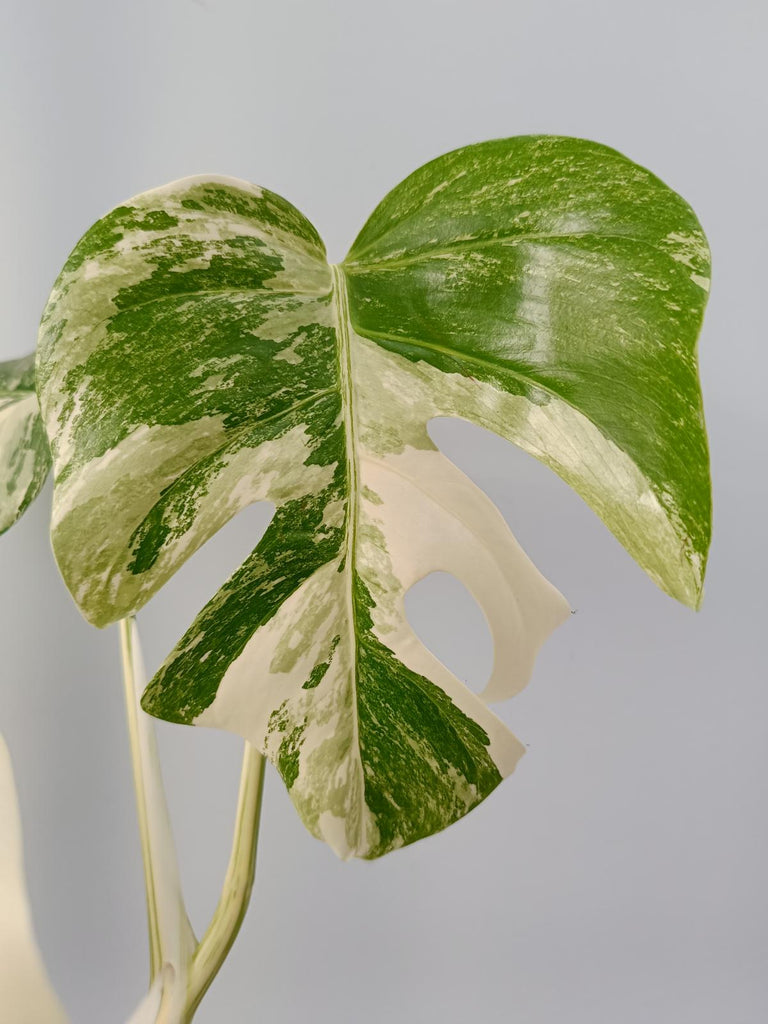 Monstera deliciosa variegata labo