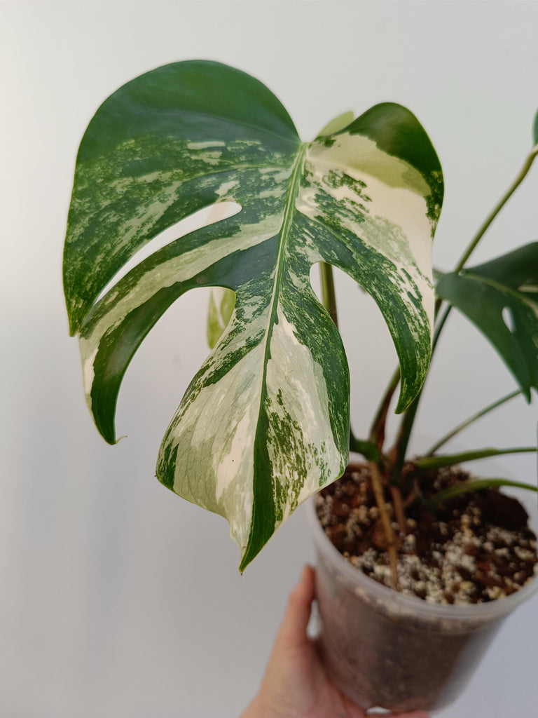 Monstera deliciosa variegata albo