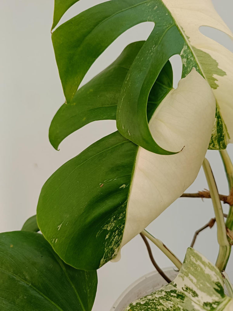 Monstera deliciosa variegata albo