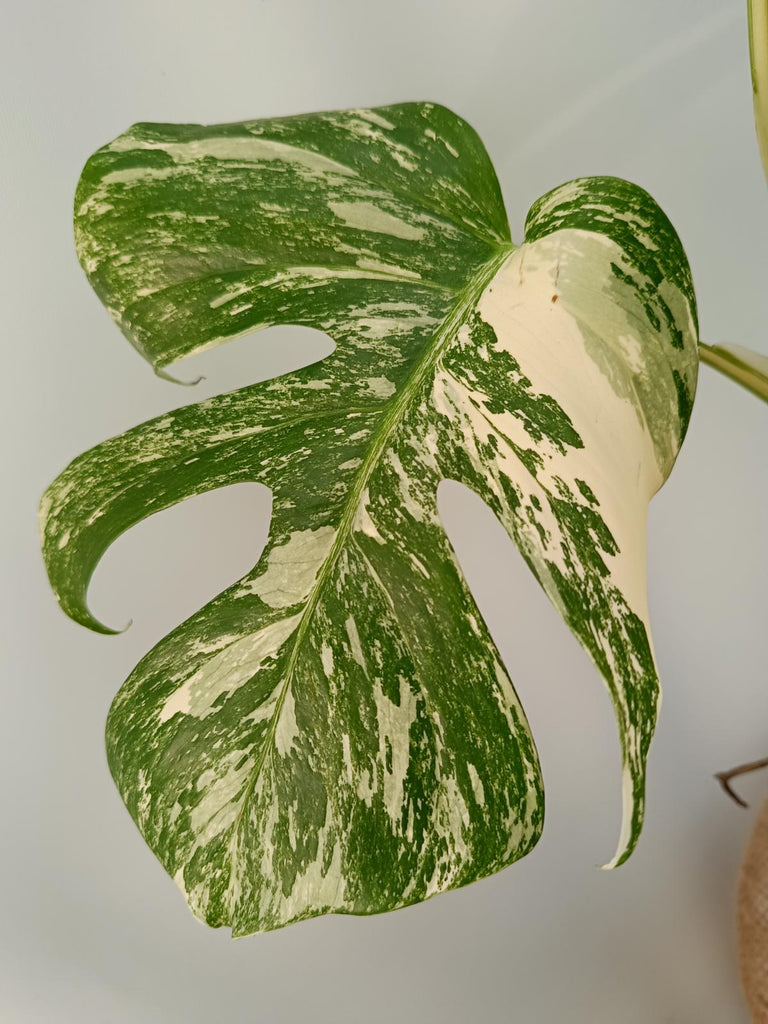 Monstera deliciosa variegata labo