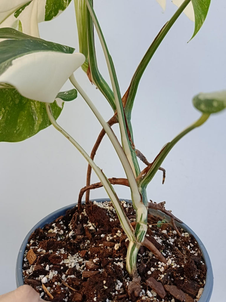 Monstera deliciosa variegata albo