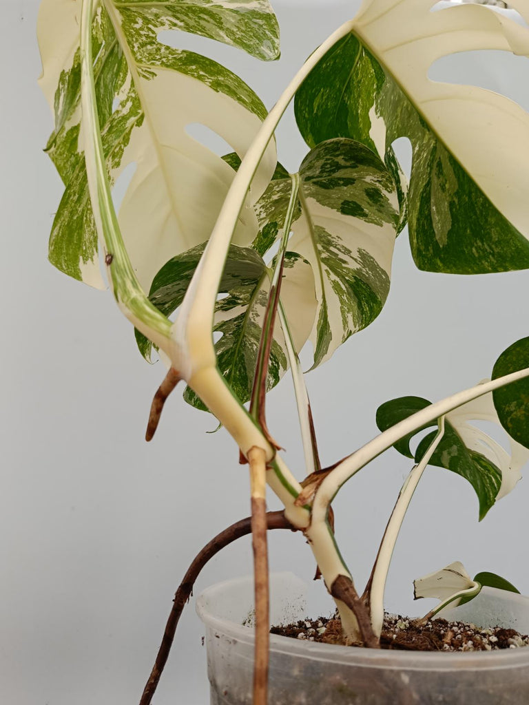 Monstera deliciosa variegata albo