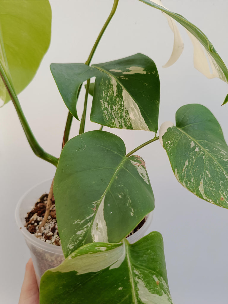 Monstera deliciosa variegata albo