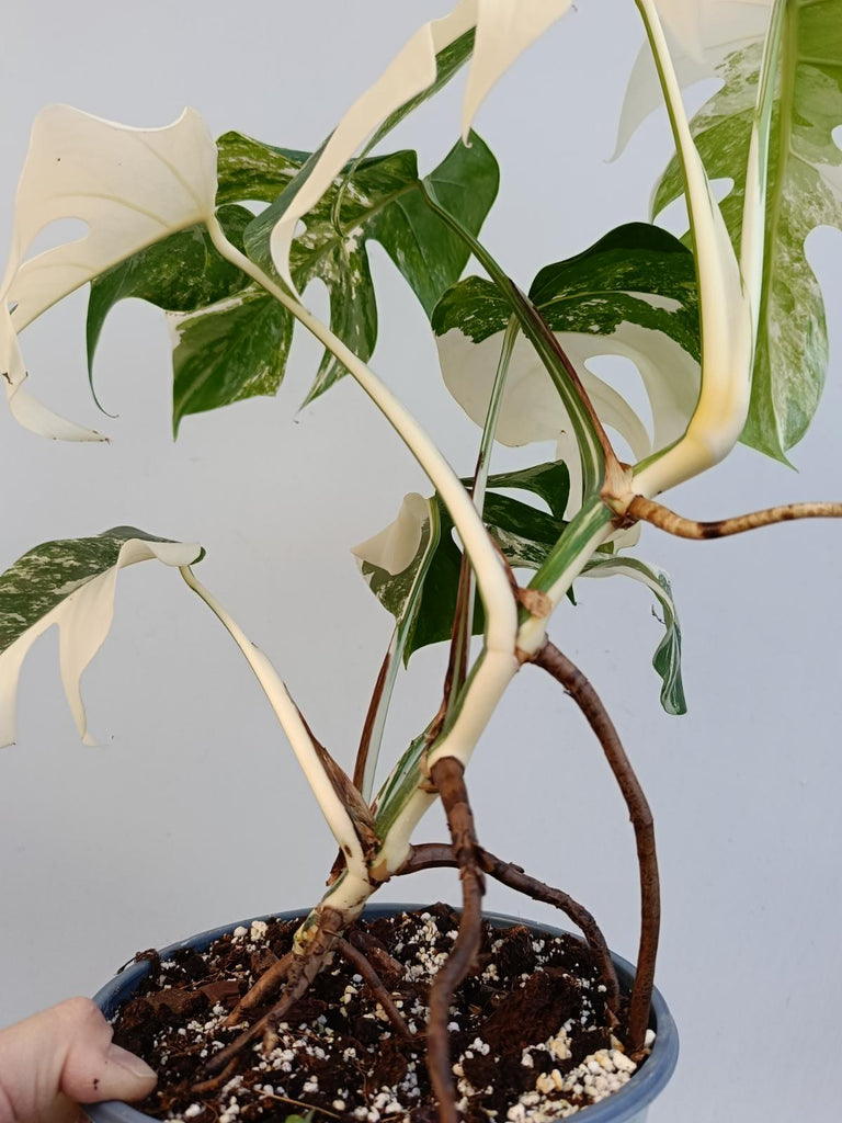 Monstera deliciosa variegata albo