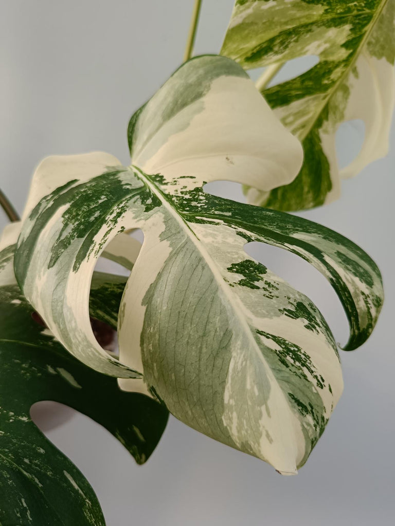 Monstera deliciosa variegata labo