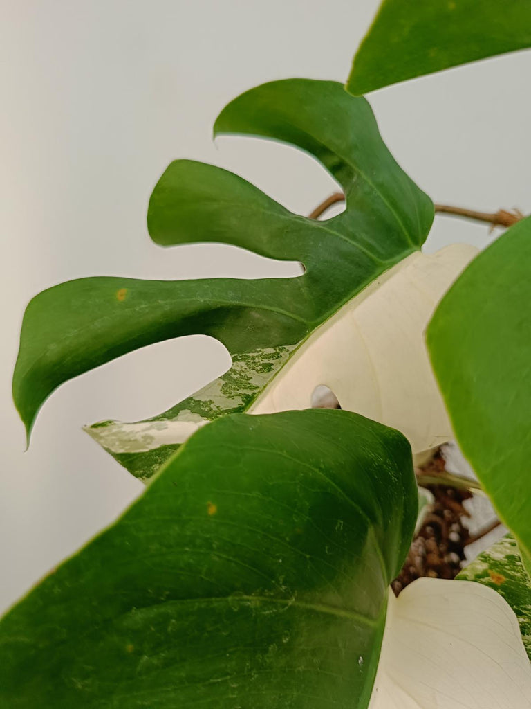 Monstera deliciosa variegata albo