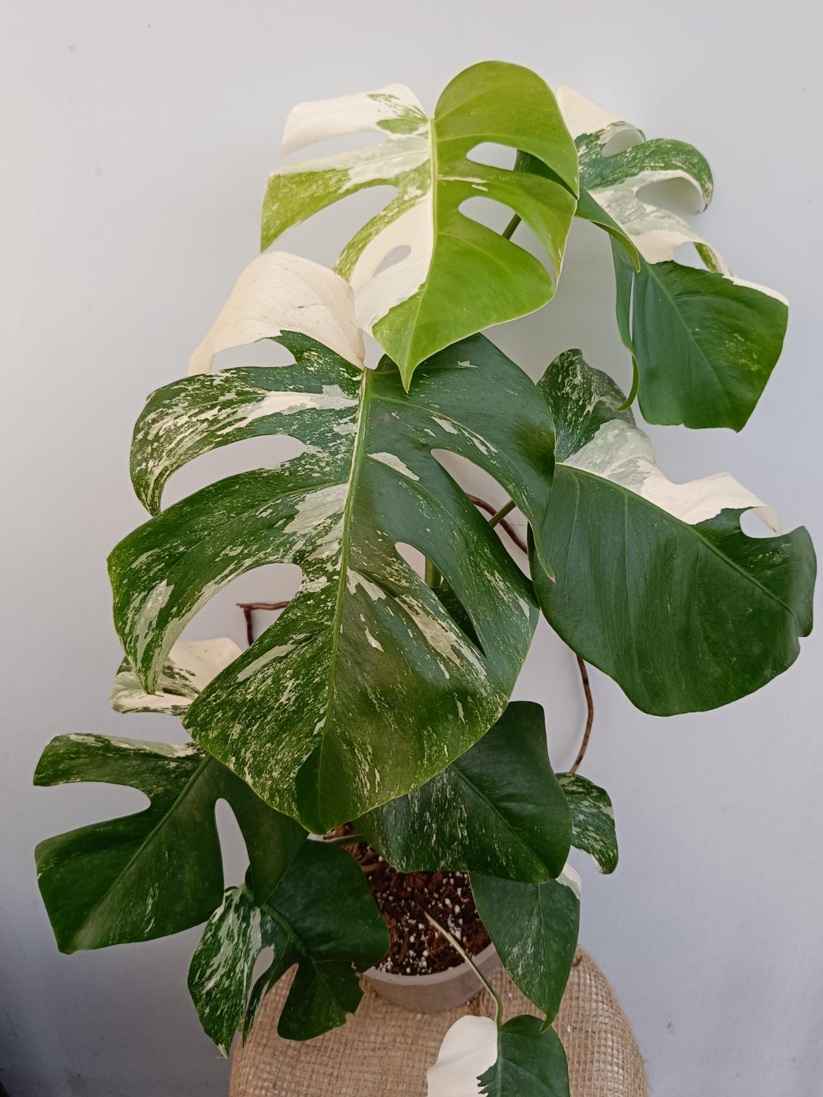 monstera-deliciosa -variegata-M-8-face-plante-rare-moyen-panachee.jpg?v=1701707234