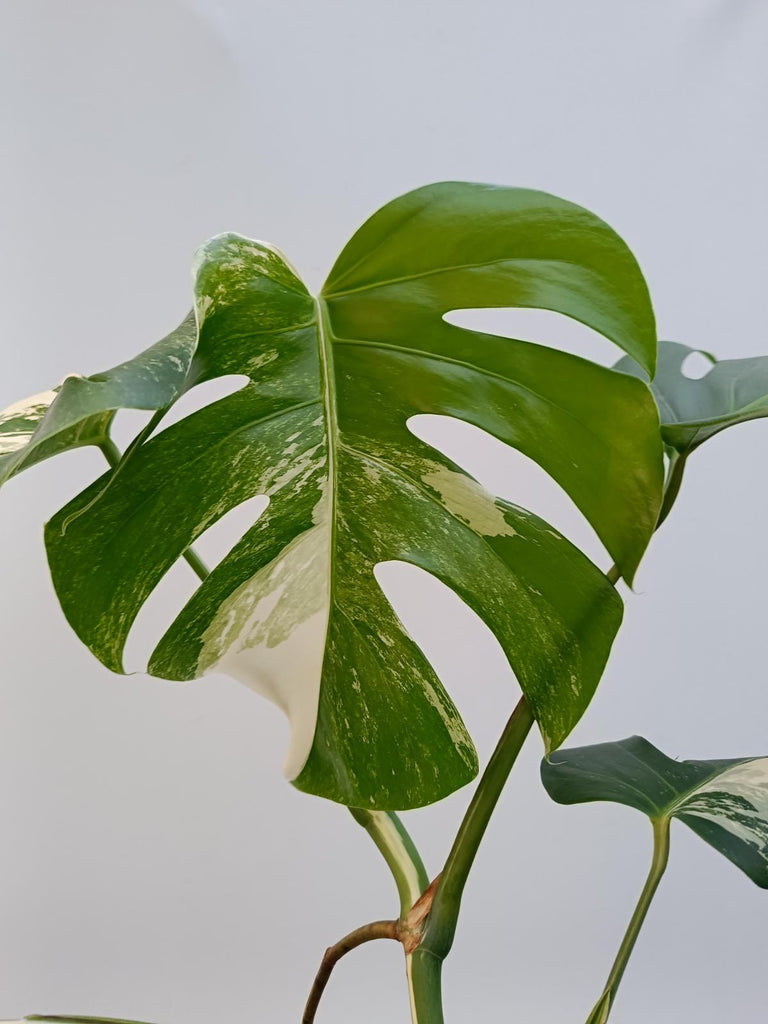 Monstera deliciosa variegata albo