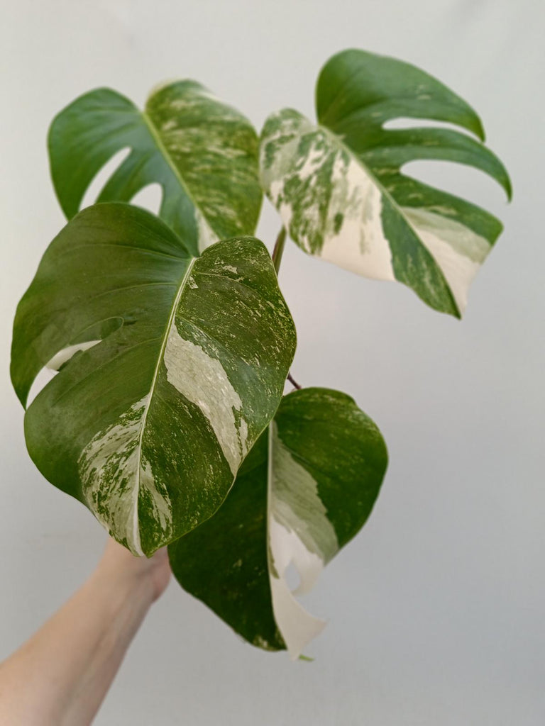 Monstera deliciosa variegata albo