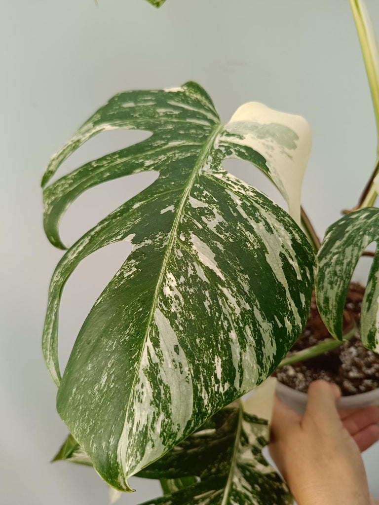 Monstera deliciosa variegata labo