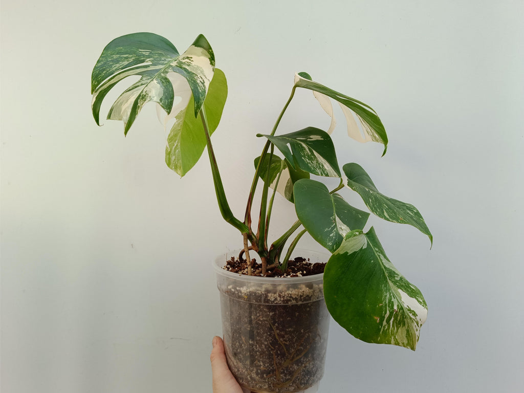 Monstera deliciosa variegata albo