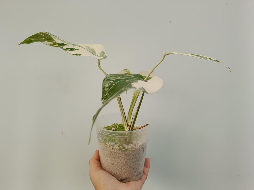 Monstera deliciosa variegata albo