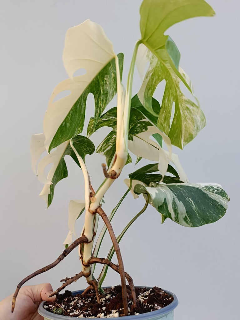 Monstera deliciosa variegata albo