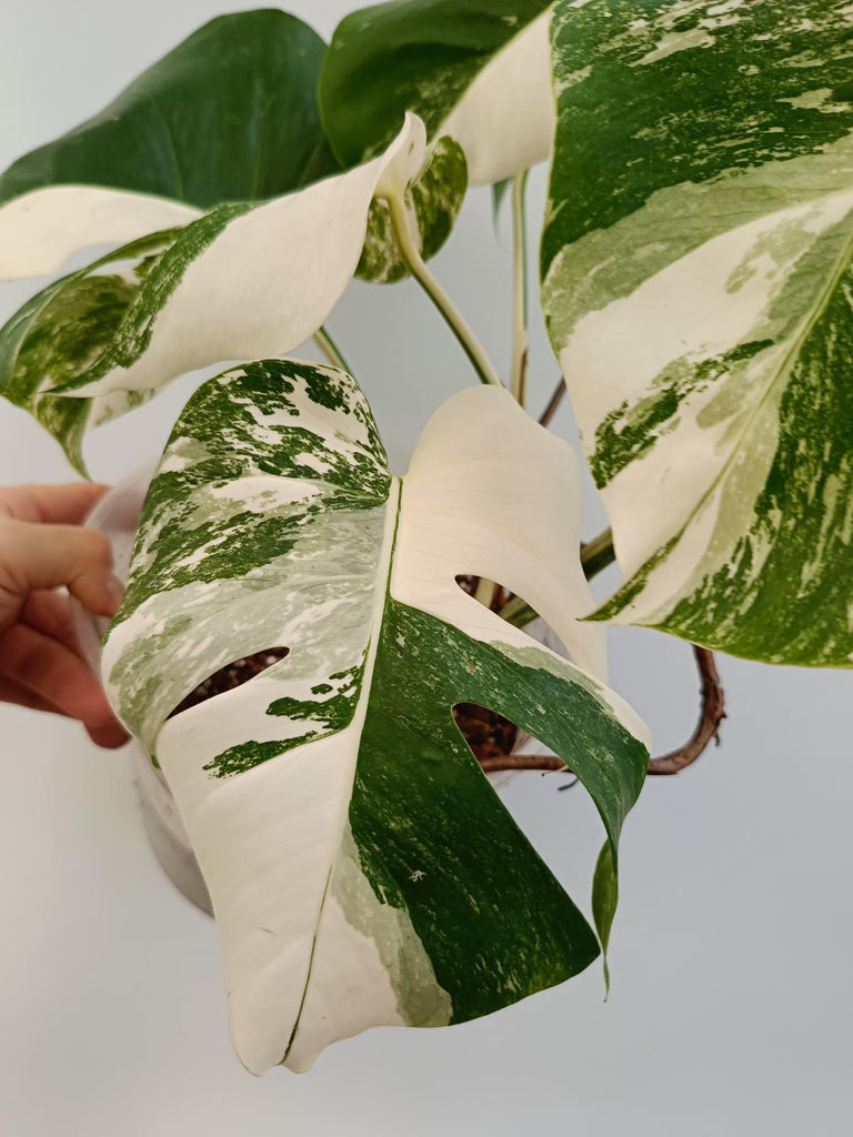 Monstera deliciosa variegata albo