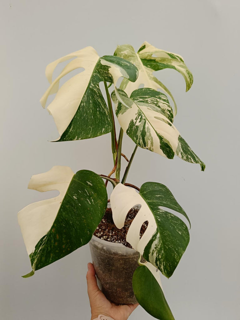 Monstera deliciosa variegata albo