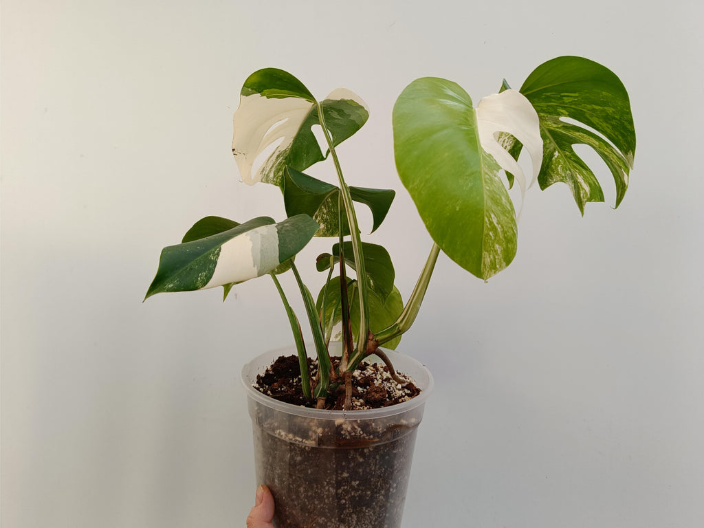 Monstera deliciosa variegata albo