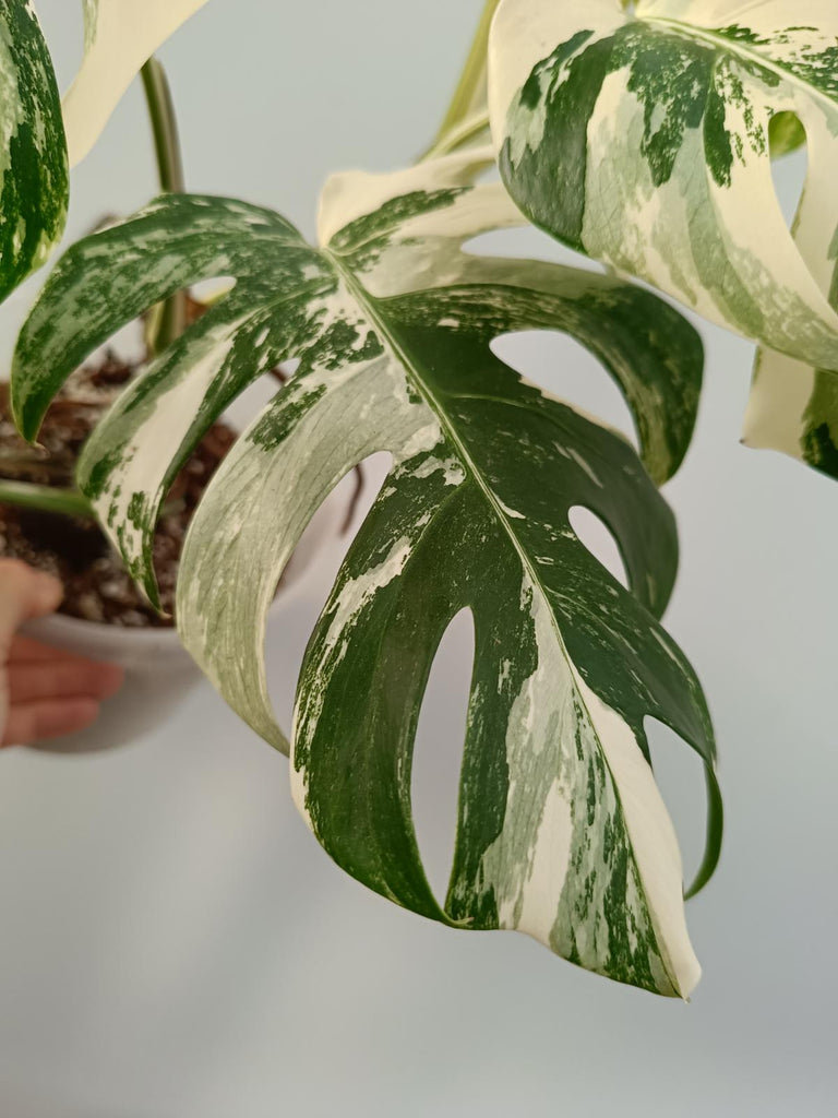 Monstera deliciosa variegata labo