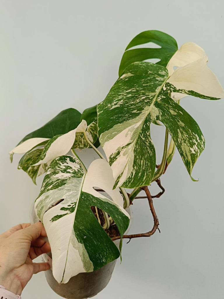 Monstera deliciosa variegata albo