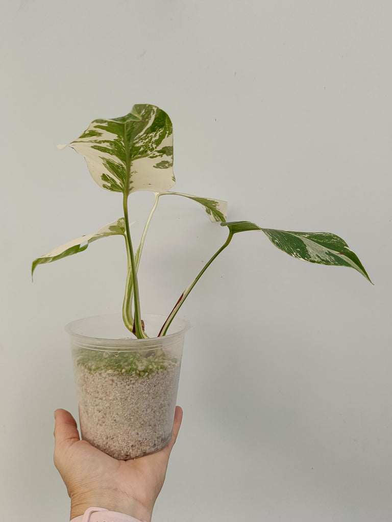 Monstera deliciosa variegata albo