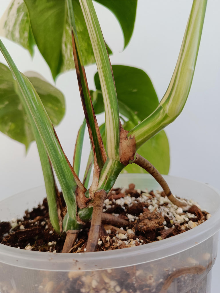 Monstera deliciosa variegata albo