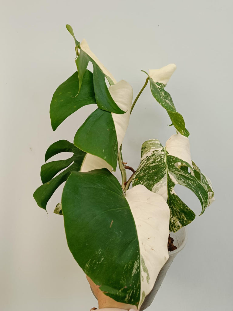 Monstera deliciosa variegata albo