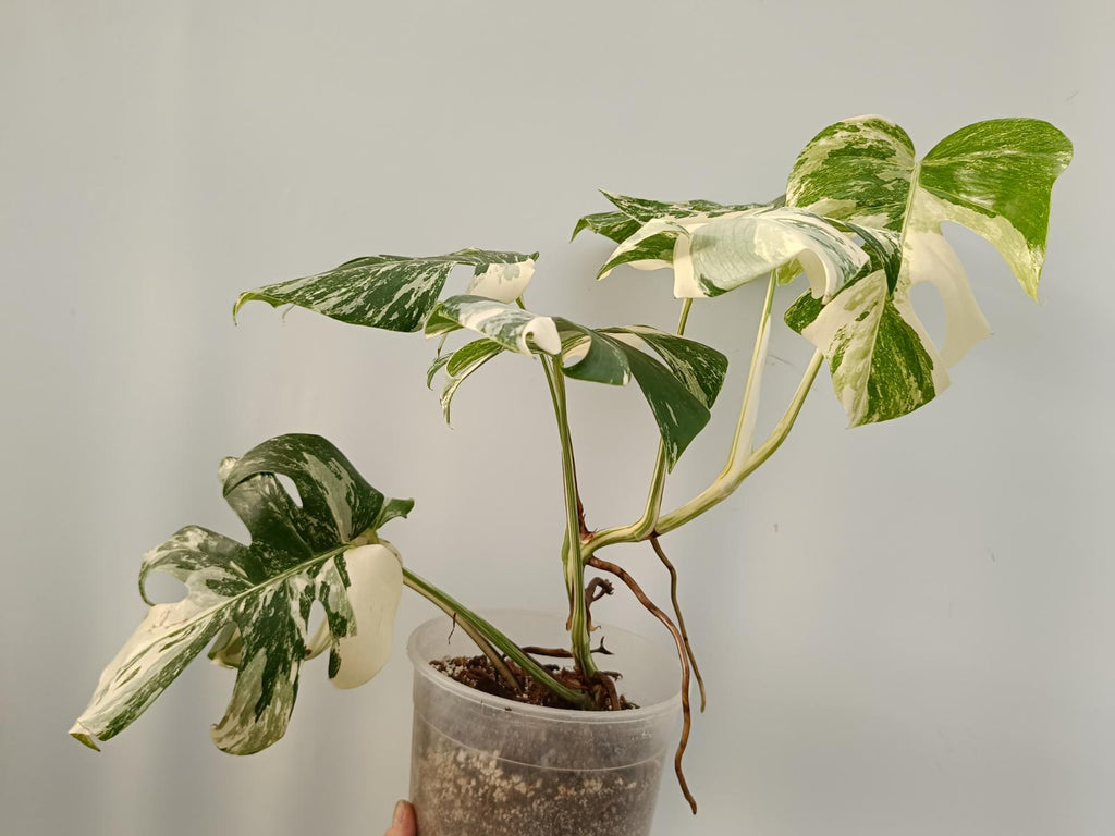 Monstera deliciosa variegata labo