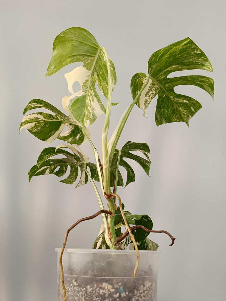 Monstera deliciosa variegata labo