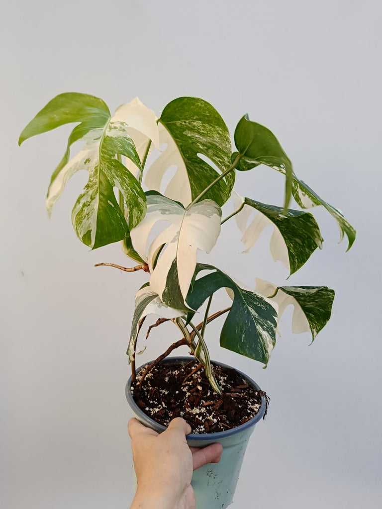 Monstera deliciosa variegata albo