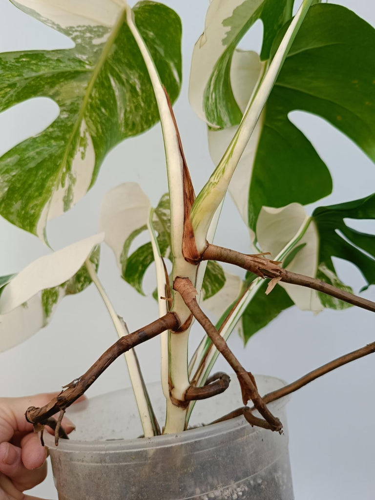 Monstera deliciosa variegata albo