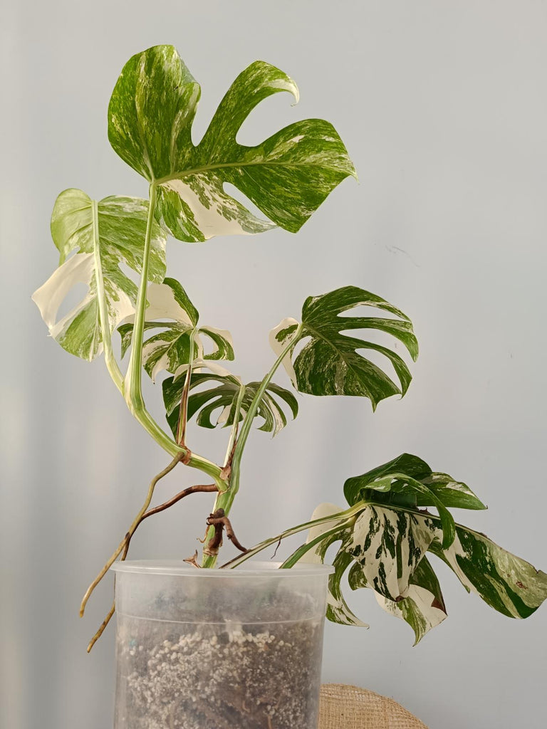 Monstera deliciosa variegata labo