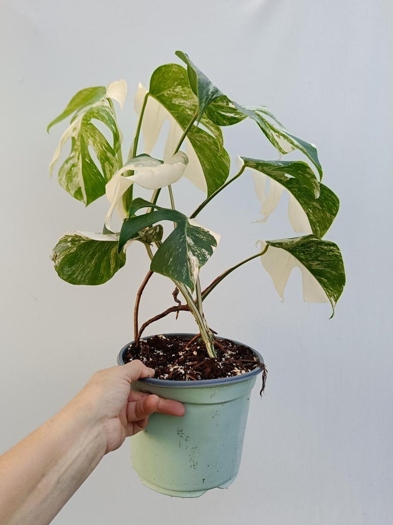 Monstera deliciosa variegata albo