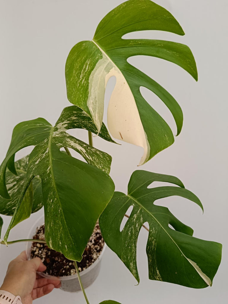 Monstera deliciosa variegata albo