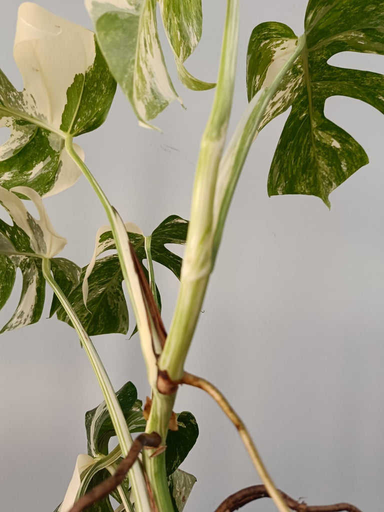 Monstera deliciosa variegata labo