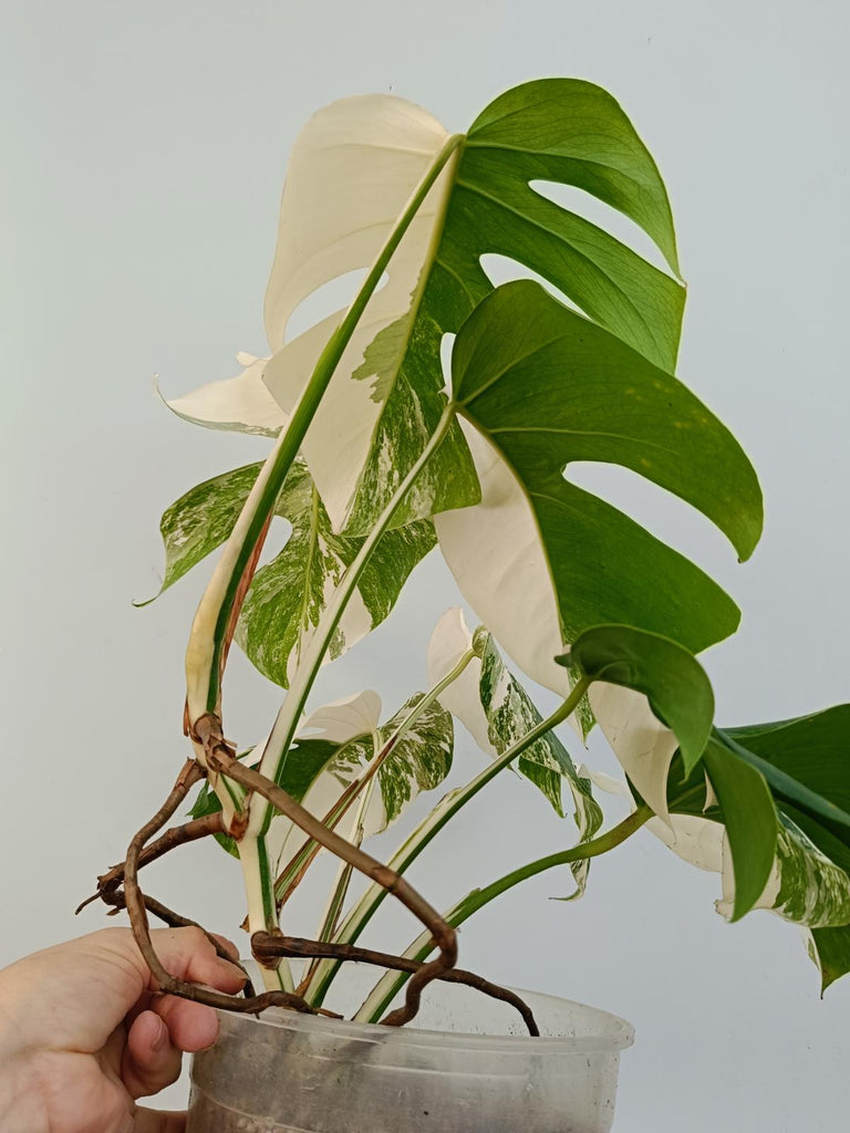 Monstera deliciosa variegata albo