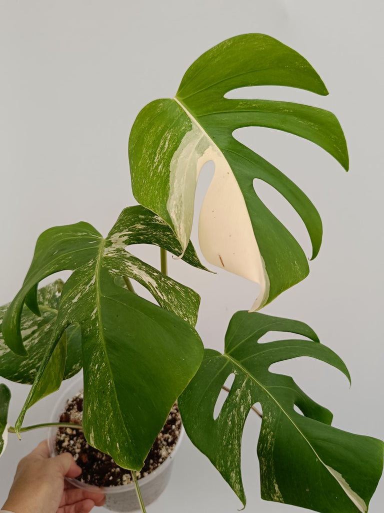 Monstera deliciosa variegata albo