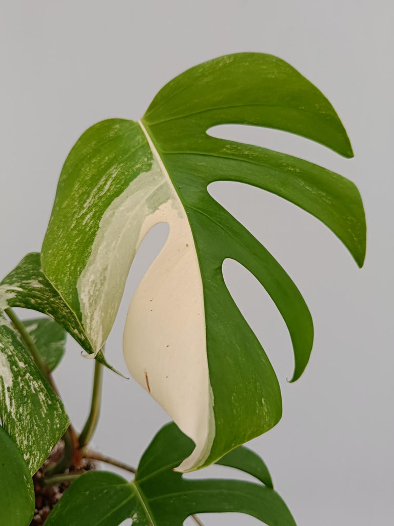 Monstera deliciosa variegata albo