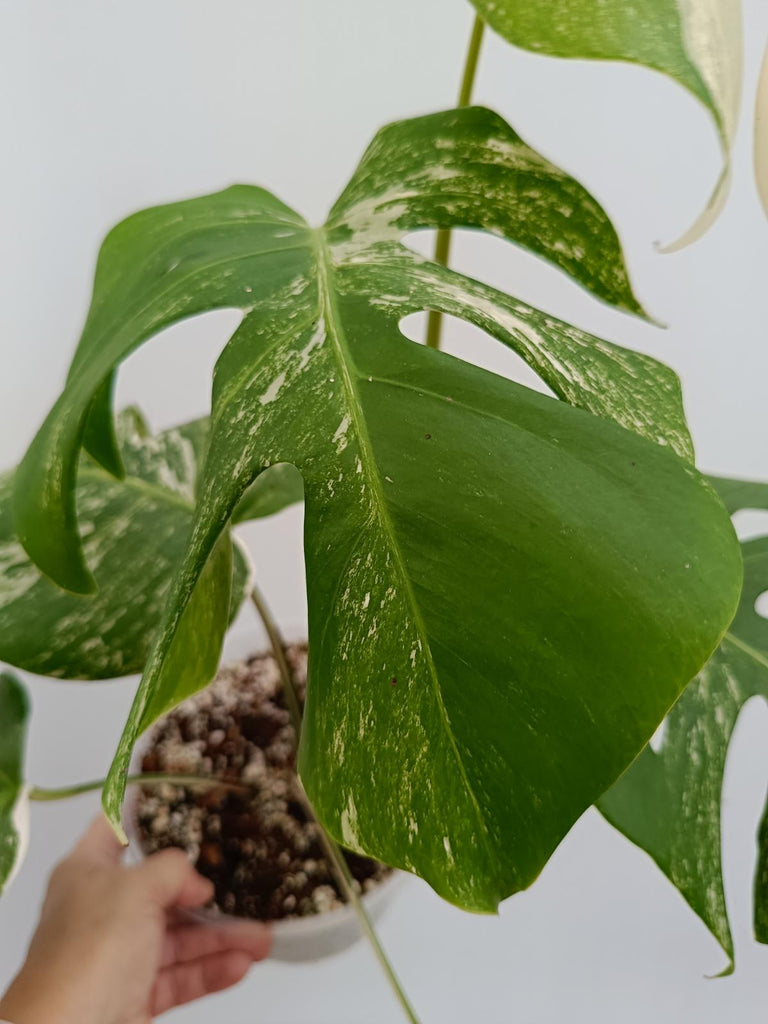 Monstera deliciosa variegata albo